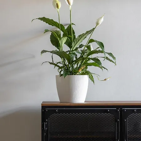 3-bedroom - Old Town- Blich 9 * Krakau